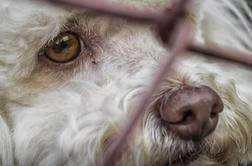 Glasne kritike predlagane novele zakona o živalih #video