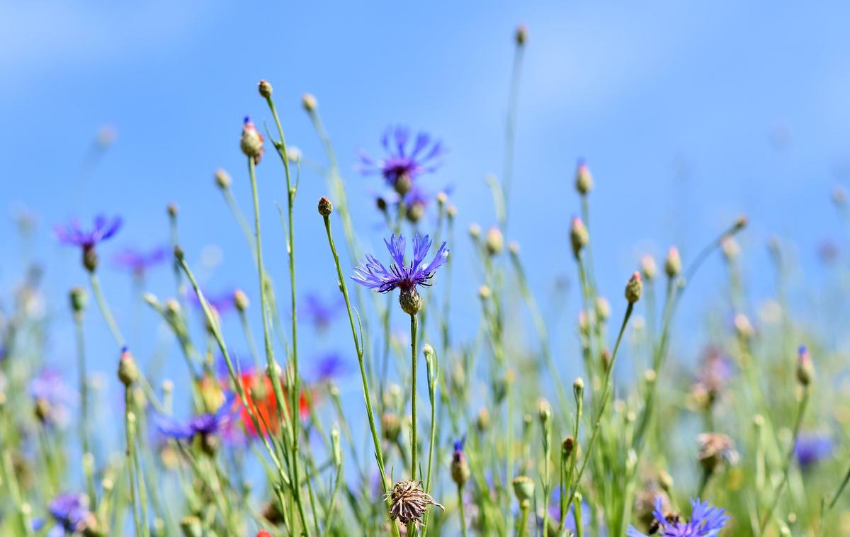 travniške cvetlice | Foto Pixabay