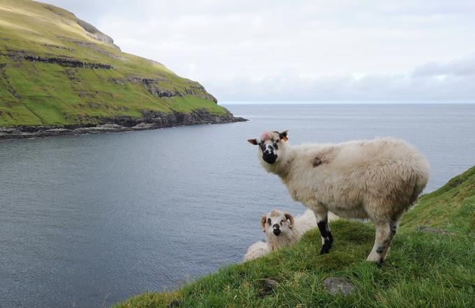 Ferski otoki so arhipelag 18 otokov v Atlantskem oceanu med Škotsko in Islandijo. So uradno ozemlje Danske, od leta 1948 pa uživajo široko samoupravo na skoraj vseh področjih, izjema so obrambna politika in zunanje zadeve. Poimenovani so po ovcah (Føroyar), ki jih je na Ferskih otokih sto tisoč, dvakrat več kot prebivalcev. | Foto: Guliverimage