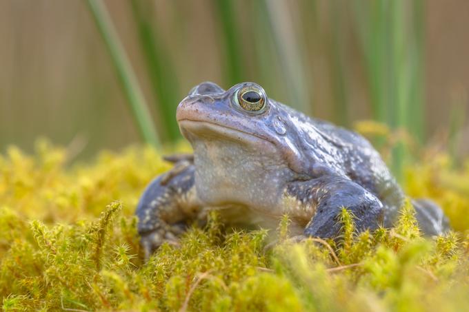 Na Ljubljanskem barju živi redka in ogrožena vrsta žabe plavček. | Foto: Getty Images