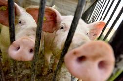 Kupci digitalne hrvaške svinje v dveh letih in pol do pravega svinjskega mesa