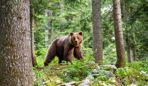 Migrante v BiH napadel medved
