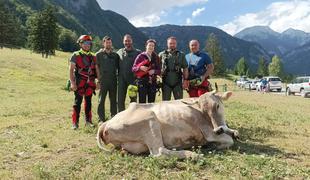 Reševanje za reševanjem: krava padla v globino, poškodbe planincev, izgubljeni tujci