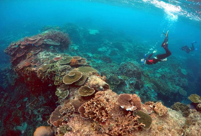... se bodo po naravni poti obnovili vsi koralni grebeni v svetovnih oceanih, ki jih je poškodovalo ali celo uničilo človeško poseganje v morske habitate. | Foto: Reuters