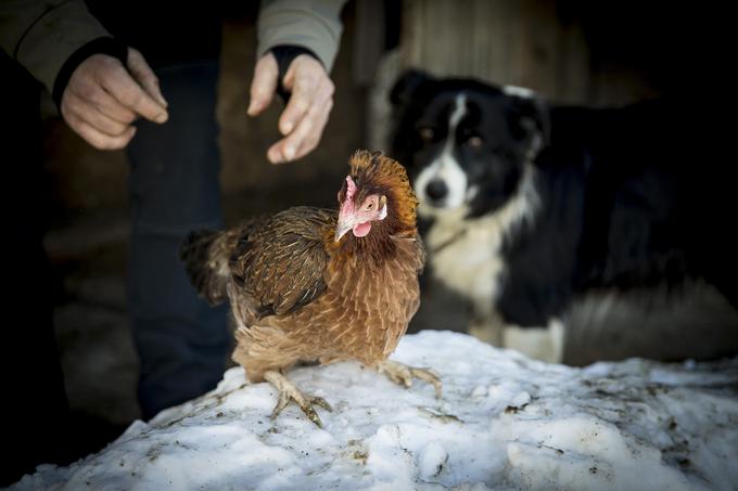 "Štajerska kokoš je skromna, znese veliko manj jajc kot nesnice. Zdaj ko je mrzlo, od 50 kokoši trenutno na dan dobim okoli deset jajc. Je pa tako, da je kokoš tudi zelo skromna in manj poje," razlaga Miha. | Foto: Ana Kovač