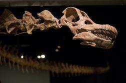 Izjemno odkritje: po naključju naletel na 70 milijonov let star fosil dinozavra