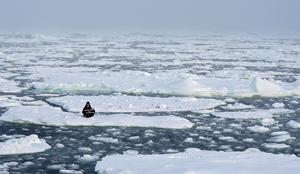 Taljenje Arktike je kritično: brez ledu do leta 2040