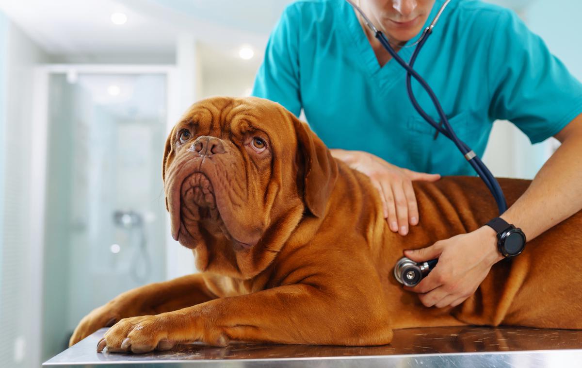 kužek, pes, bolezen srca, veterinar | Med najpogostejšimi boleznimi srca pri psih je povečanje srčne mišice. | Foto Shutterstock