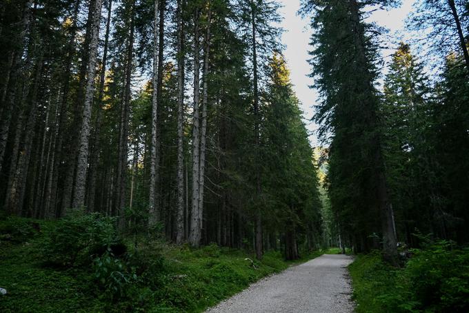 Čez bujen pokljuški gozd | Foto: Matej Podgoršek
