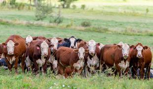 Da bi dosegli podnebne cilje, razmišljajo o zakolu 200 tisoč glav govedi