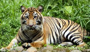 V Indiji ustrelili tigra, ki je ubil devet ljudi