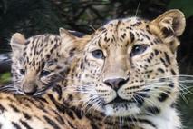 Amurski leopard