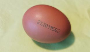 Kaj pomenijo te oznake na jajcih?
