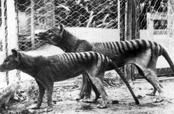 Presenetljivo odkritje: eksponat tasmanskega tigra našli v omari po 86 letih