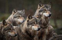 Ministrstvo odobrilo odstrel dveh volkov v Brkinih