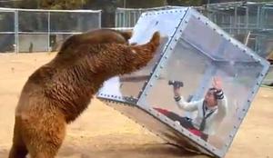 Bližnje srečanje z grizlijem: tega si ne želite izkusiti #video