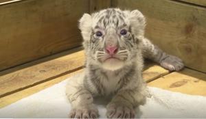 Izjemna redkost: rojstvo šesterčkov belega tigra #video