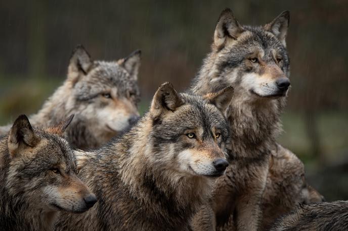 Volk, Volkovi | V sezoni 2020/2021 je bilo v Sloveniji približno 120 volkov oziroma 12 volčjih tropov – deset v južni Sloveniji, dva pa na območju Pokljuke in Jelovice. Zaznali so tudi trop križancev med volkom in domačim psom na območju tromeje Italija-Avstrija-Slovenija. | Foto Shutterstock