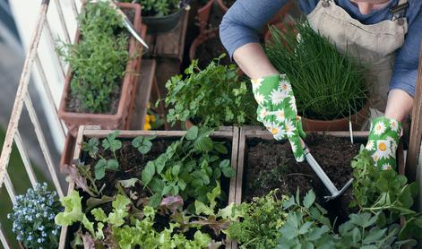 Priročni nasveti za urbano vrtnarjenje