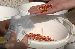Od tradicionalnih semen do genomsko preurejene čebule, ob kateri ni solz #video