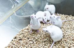 V Kaliforniji našli tajni laboratorij z 800 mišmi, okuženimi s koronavirusom