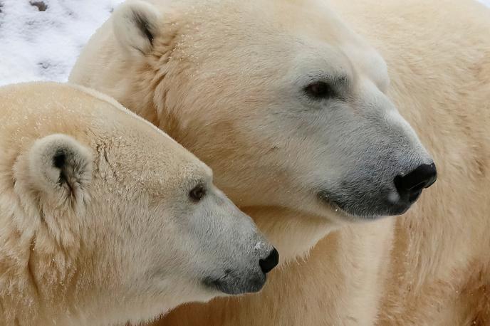 Polarni medved | Medvedi so se proti naseljem preselili zaradi taljenja arktičnega ledu in iskanja hrane. | Foto Reuters