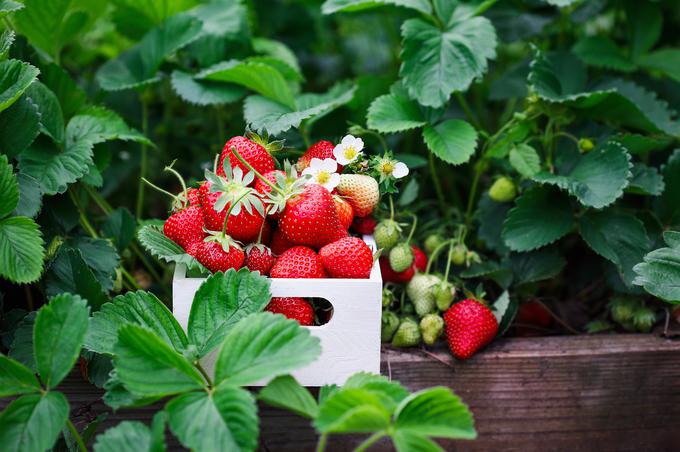 vrt, vrtnarjenje, jagode | Foto: Shutterstock