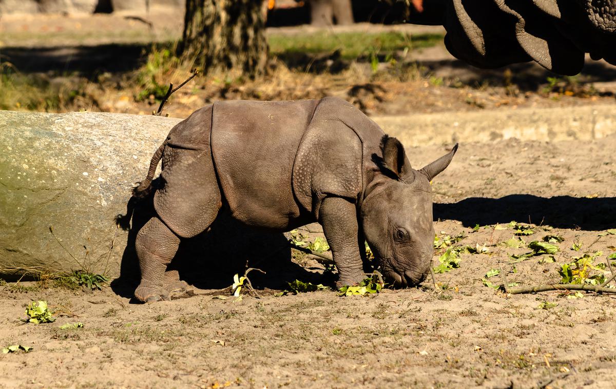 mladič nosoroga | "To je izjemna novica, ki dokazuje, da še obstaja možnost za razmnoževanje v divjini," je v izjavi za javnost v soboto zapisalo indonezijsko okoljsko ministrstvo. Fotografija je simbolična. | Foto Guliverimage