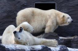 Na Islandiji azil za severne medvede