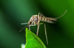 Kako učinkovito pregnati komarje?