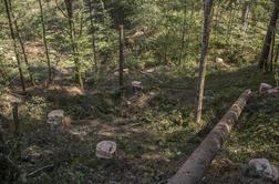 Pri sečnji lesa umrl 64-letnik