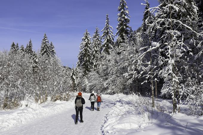 Tamar je pozimi ena najbolj priljubljenih destinacij za nezahteven pohod po snegu. | Foto: Matej Podgoršek