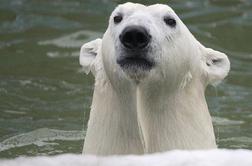 "ZDA želijo s prepovedjo lova na severne medvede prikriti svoje okoljske grehe"