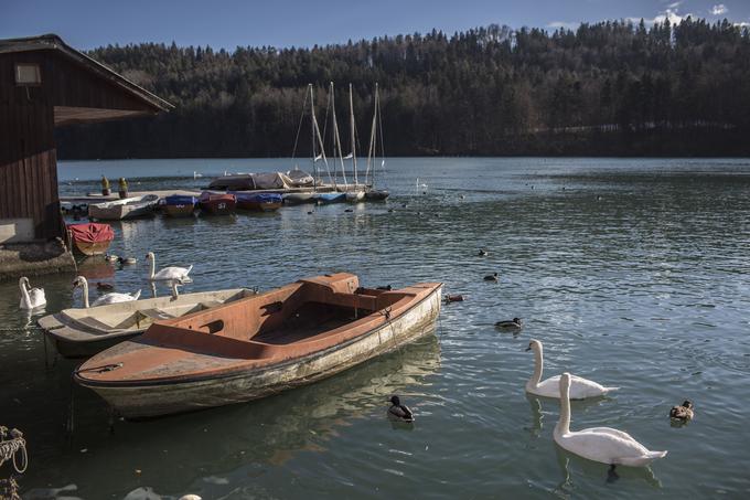 V toplih mesecih se je po jezeru mogoče voziti s čolni, pozimi pa tu, ker skoraj nikoli ne zamrzne, prezimuje več vrst vodnih ptic.  | Foto: Matej Leskovšek