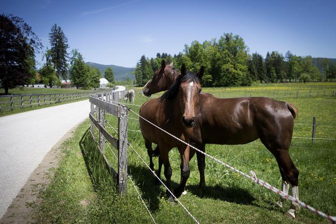 Na posestvu Ugar domuje okoli 50 konj. | Foto: 