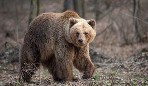Na območju Krasa medvedka napadla lovca, rešil ga je kolega