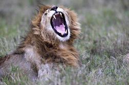 Tragična usoda afriških levov