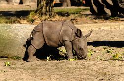 Na otoku Java opazili mladiča ogroženega nosoroga