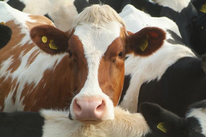 Krava | Ministrstvo v obrazložitvi po navedbah televizije ugotavlja, da je uradna veterinarka v postopku zagrešila hude kršitve zakona o upravnem postopku, tako pri pisanju zapisnika kot pri vodenju postopka in odvzemu živali s kmetije v Leskovcu pri Krškem. | Foto Thinkstock