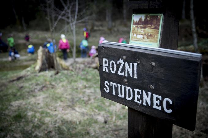 Otroci so na urejeni gozdni učni poti Rožni studenec našli sledi jelena in volka. | Foto: 
