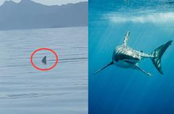 Veliki beli morski pes blizu priljubljenega hrvaškega otoka?