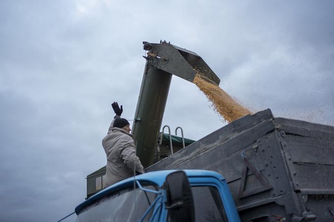 Preden je Rusija leta 2022 začela obsežno invazijo, je Ukrajina izvozila več kot 60 milijonov ton žita na leto, kar je predstavljalo deset odstotkov svetovnega žitnega trga. Na fotografiji vidimo žetev koruze v regiji Sumi ob meji z Rusijo novembra lani. | Foto: Guliverimage