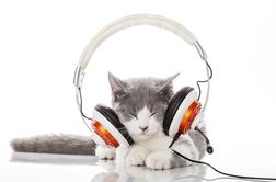 Je vaš maček nezadovoljen? Morda mu ne predvajate prave glasbe!