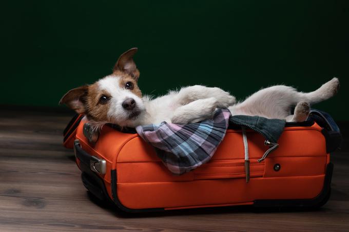 pes kuža potovanje | Foto: Shutterstock