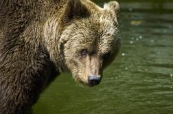 Rejec drobnice, ki ima rad zveri: V Sloveniji bi lahko bilo 5.000 medvedov, ampak ...